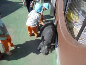 2016　10月20日　年少　秋の遠足９　小動物との触れ合い