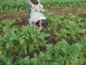 2016　11月16日　11月の子育て支援　大根収穫