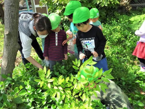 千葉県柏市南柏の幼稚園 くりの木幼稚園