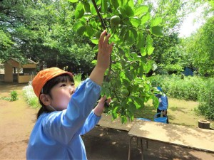 g長梅取り (12)