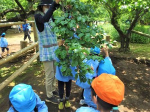 g長梅取り (2)