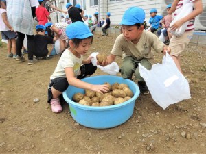 g長じゃがいも (12)