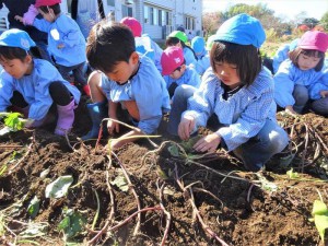 g芋掘り (5)