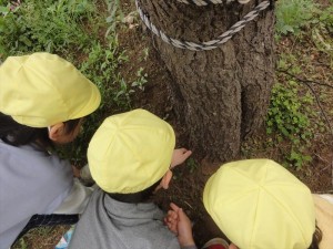 少自然・幼稚園探検 (10)_R