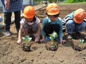 2023　4月25日　年長クラス　夏野菜の苗植え