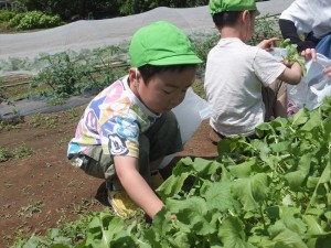 うめ廿日 (6)_R