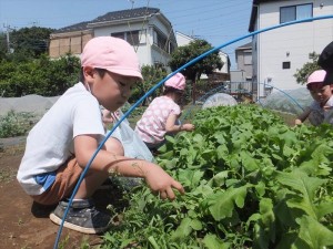 さくら廿日 (5)_R