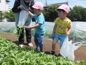 2023　5月18日　年中クラス　廿日（はつか）大根の収穫