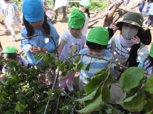 2023　5月17日　年中クラス　梅取り見学・お手伝い