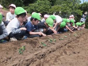 2023　5月11日　年中クラス　さつまいもの苗植え