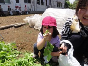 2023　5月17日　年少クラス　廿日（はつか）大根の収穫②