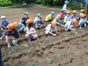 2023　5月11日　年長クラス　さつまいもの苗植え